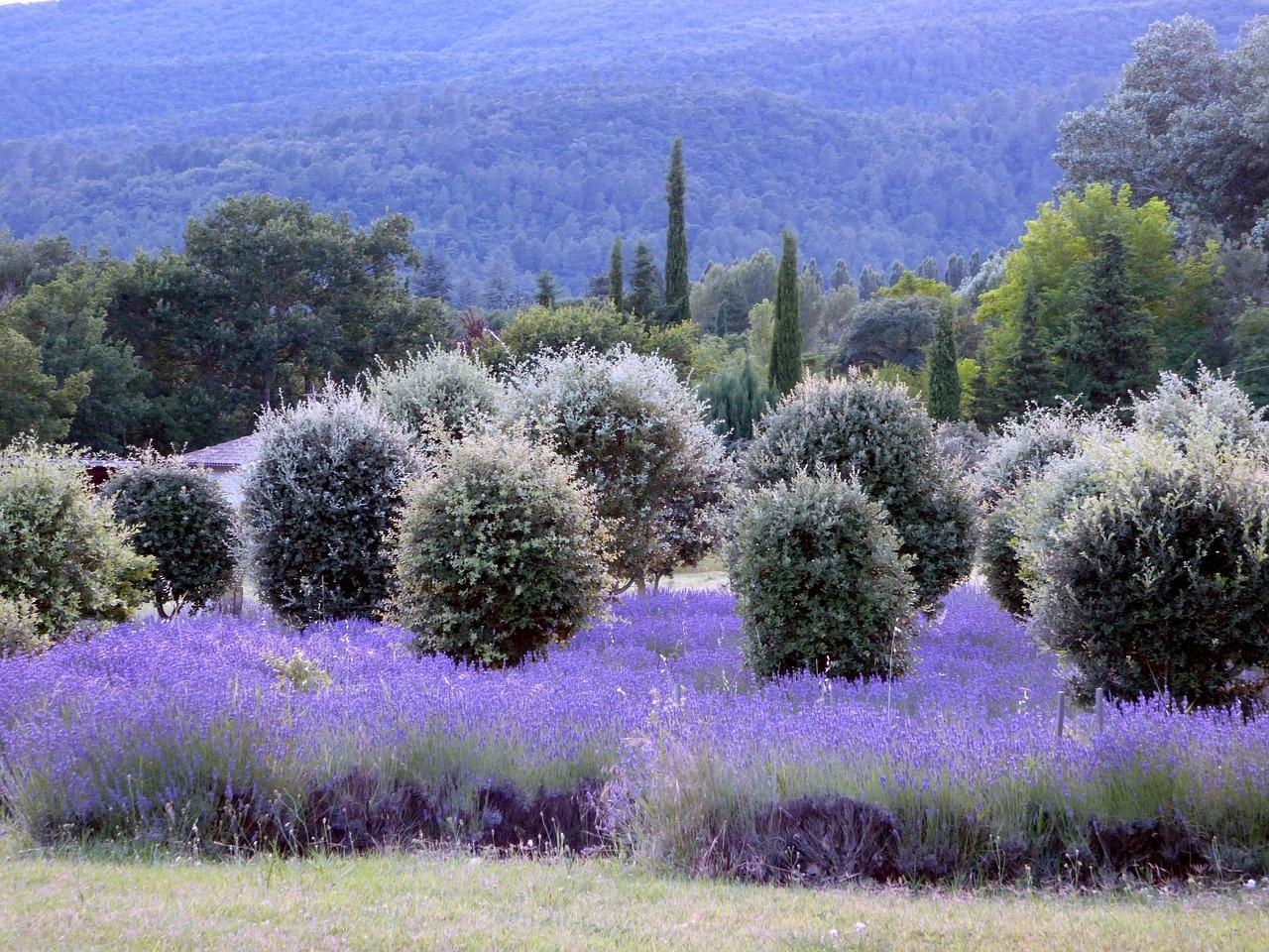oliviers au milieu d'un champ de lavandes en drôme provençale